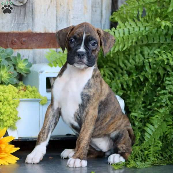 Piper, Boxer Puppy