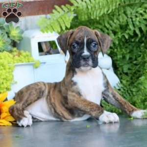 Piper, Boxer Puppy