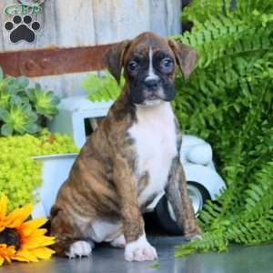 Piper, Boxer Puppy