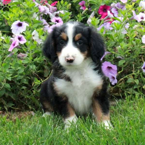 Pippin, Mini Bernedoodle Puppy