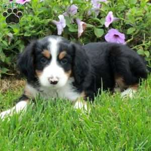 Pippin, Mini Bernedoodle Puppy