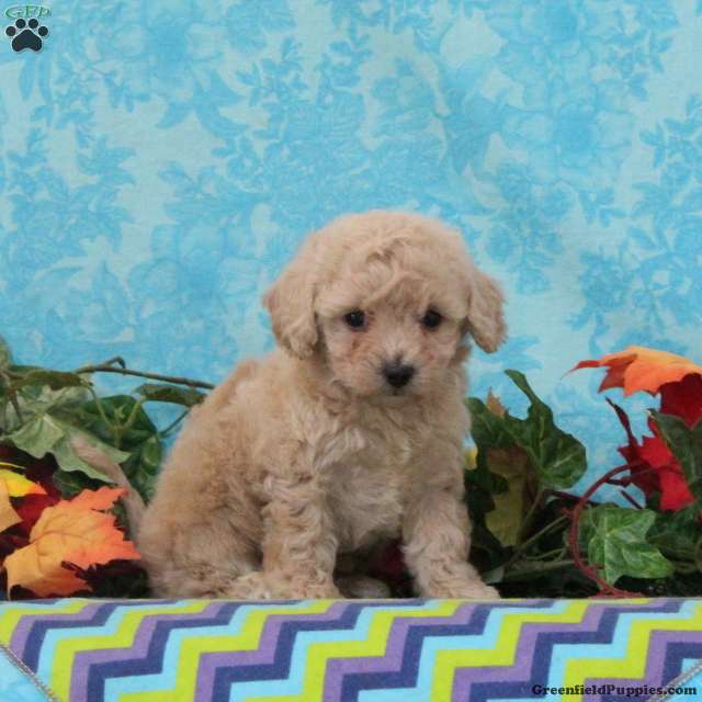 Pistachio (Bich-Poo, Female) in Quarryville, PA