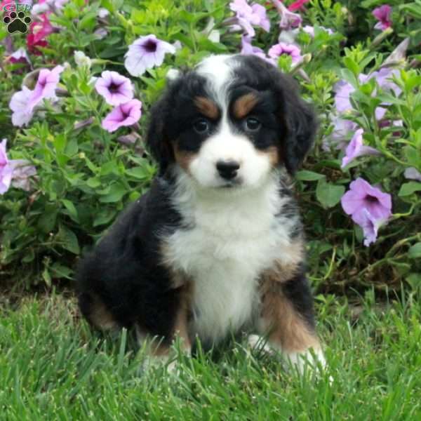 Pixie, Mini Bernedoodle Puppy