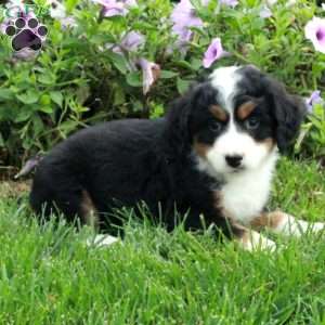 Pixie, Mini Bernedoodle Puppy