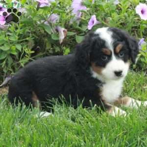 Pixie, Mini Bernedoodle Puppy