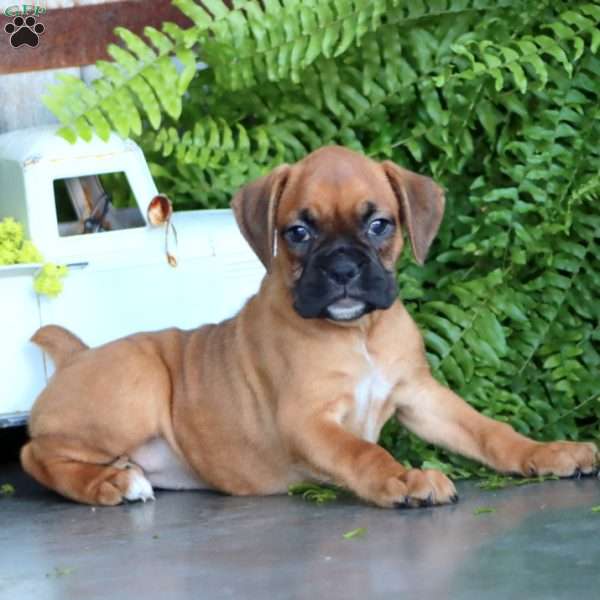 Pixie, Boxer Puppy