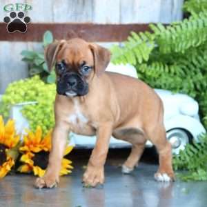 Pixie, Boxer Puppy