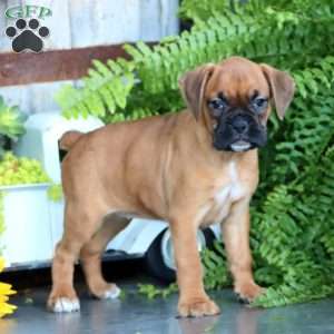 Pixie, Boxer Puppy
