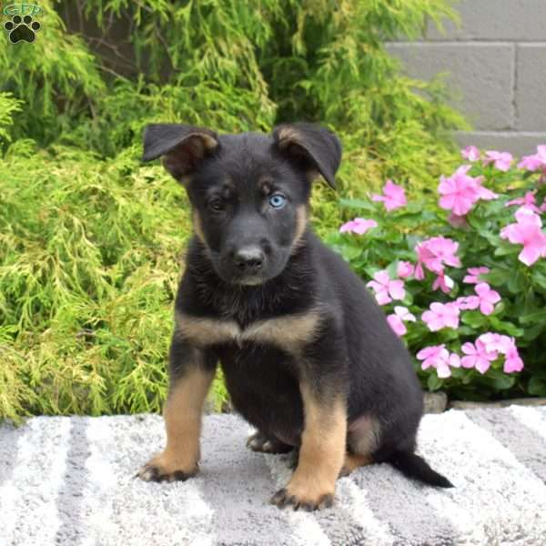 Polar, German Shepherd Mix Puppy