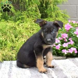 Polar, German Shepherd Mix Puppy