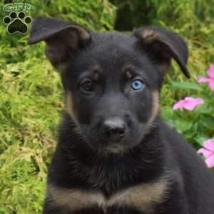 Polar, German Shepherd Mix Puppy