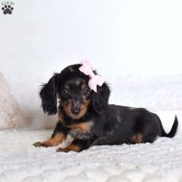 Polly, Dachshund Puppy