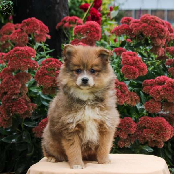 Polly, Pomeranian Puppy
