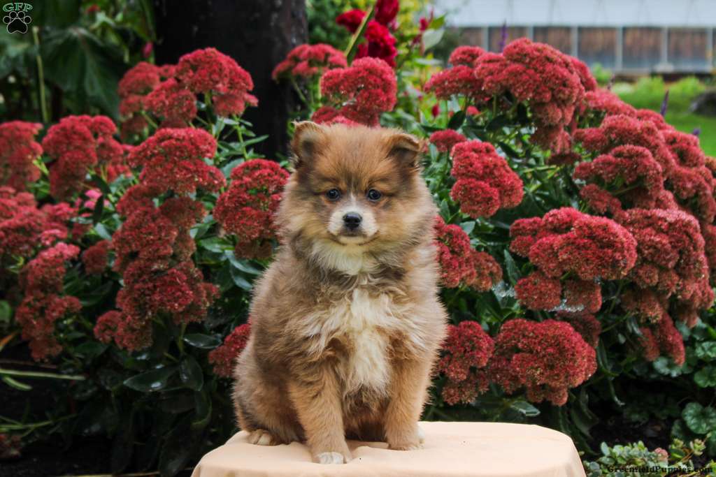 Polly (Pomeranian, Female) in Kinzers, PA