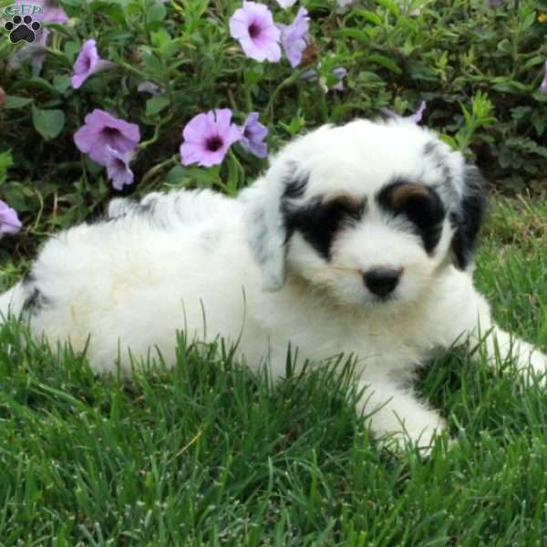 Polly, Mini Bernedoodle Puppy