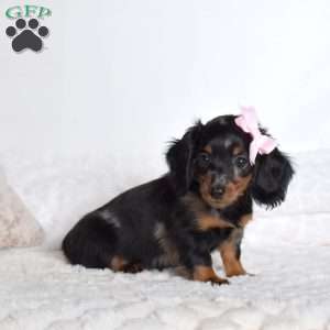 Polly, Dachshund Puppy