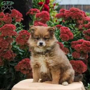 Polly, Pomeranian Puppy
