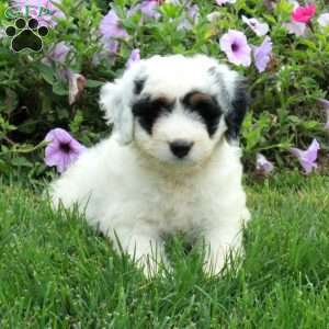Polly, Mini Bernedoodle Puppy