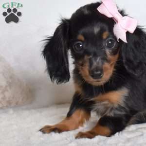 Polly, Dachshund Puppy