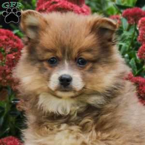 Polly, Pomeranian Puppy