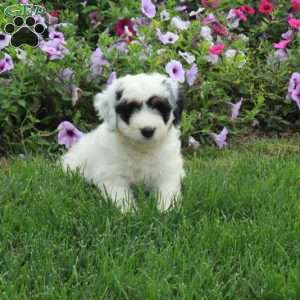 Polly, Mini Bernedoodle Puppy