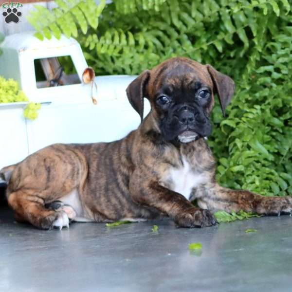 Polly, Boxer Puppy