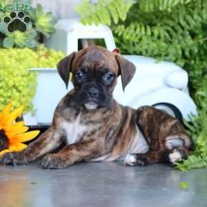 Polly, Boxer Puppy