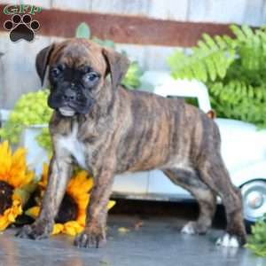 Polly, Boxer Puppy