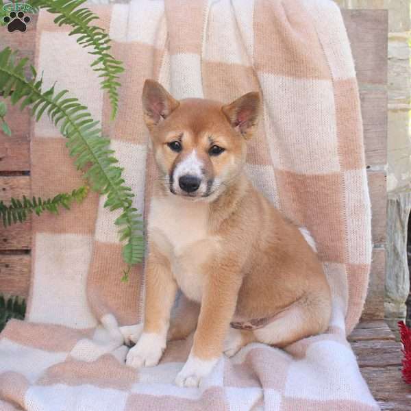 Poppy, Shiba Inu Puppy