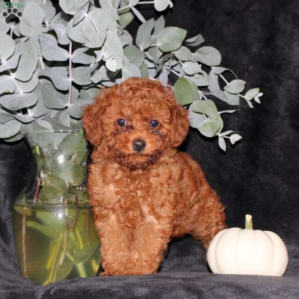 Poppy, Miniature Poodle Puppy