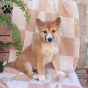 Poppy, Shiba Inu Puppy