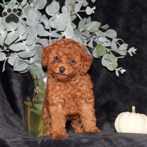 Poppy, Miniature Poodle Puppy