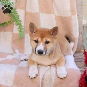 Poppy, Shiba Inu Puppy