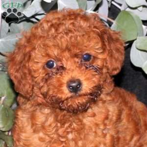 Poppy, Miniature Poodle Puppy