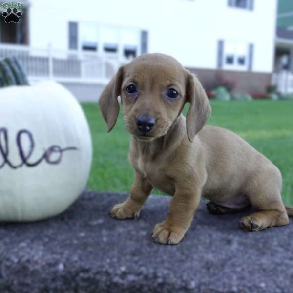Poppy, Dachshund Puppy