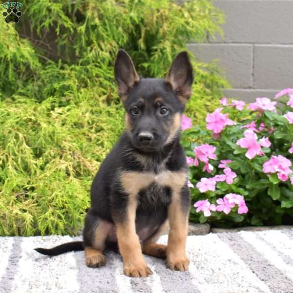 Porter, German Shepherd Mix Puppy