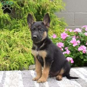Porter, German Shepherd Mix Puppy