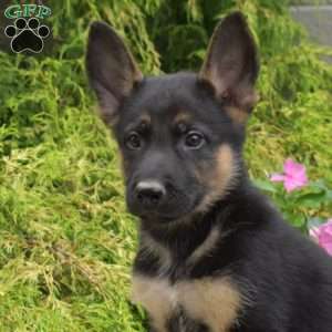 Porter, German Shepherd Mix Puppy