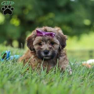 Posie, Yorkie Poo Puppy