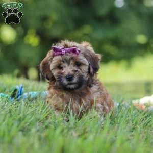 Posie, Yorkie Poo Puppy