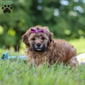 Posie, Yorkie Poo Puppy
