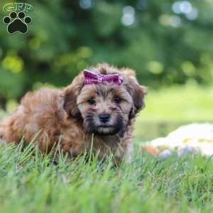 Posie, Yorkie Poo Puppy