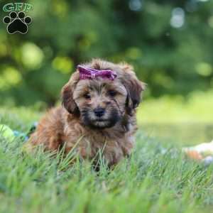 Posie, Yorkie Poo Puppy