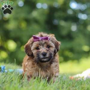 Posie, Yorkie Poo Puppy