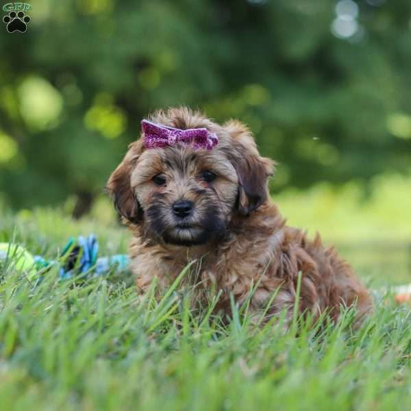 Posie, Yorkie Poo Puppy