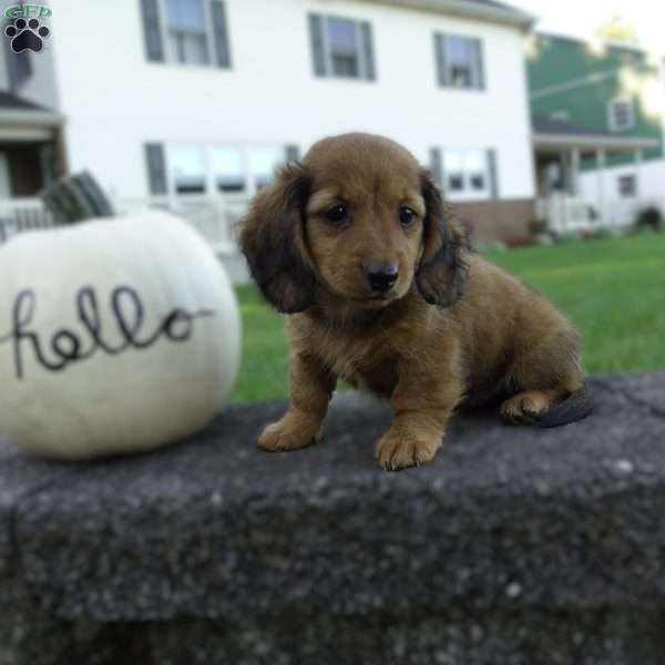 Posy, Dachshund Puppy