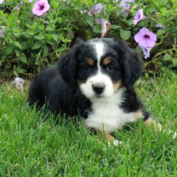 Prada, Mini Bernedoodle Puppy
