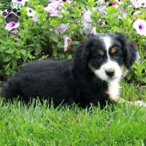 Prada, Mini Bernedoodle Puppy
