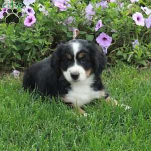 Prada, Mini Bernedoodle Puppy