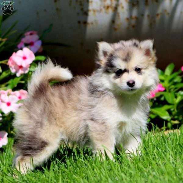 Precious, Pomsky Puppy